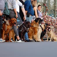 Eine Gruppe mit Hunden übt das gehorsame Führen an der Leine in der Stadt (Symbolbild): Die Hundesteuern betragen zwischen 45 und 1.680 Euro jährlich.
