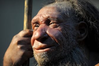 Die Nachbildung eines älteren Neandertalers: Sie steht im Neanderthal-Museum in Mettmann.