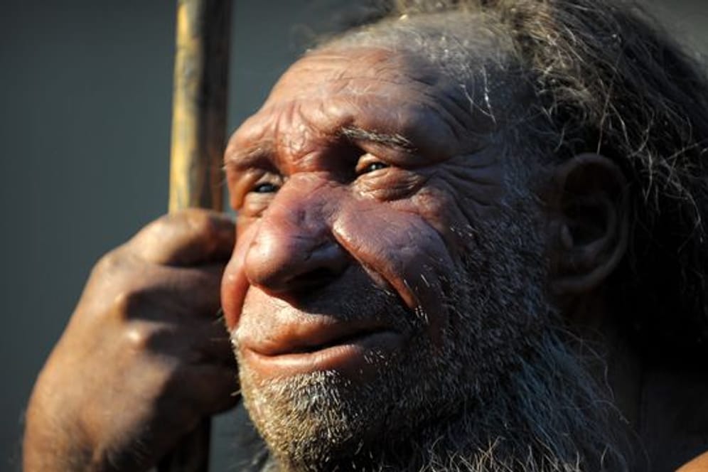 Die Nachbildung eines älteren Neandertalers: Sie steht im Neanderthal-Museum in Mettmann.