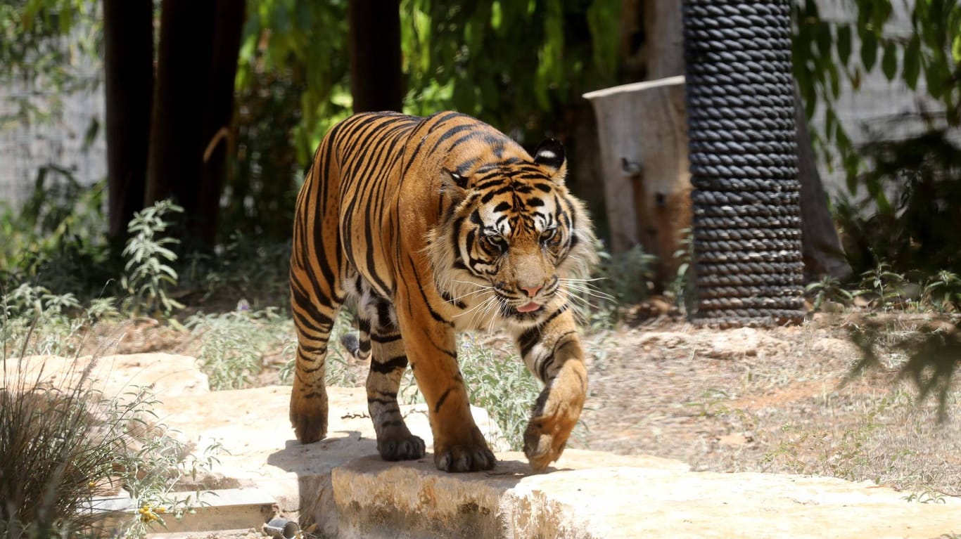 Ein Tiger in einem Safari-Park: In den vergangenen Jahren wurden in Vietnam immer wieder Fälle von illegaler Zucht, illegalem Handel sowie der Tötung von Tigern aufgedeckt.