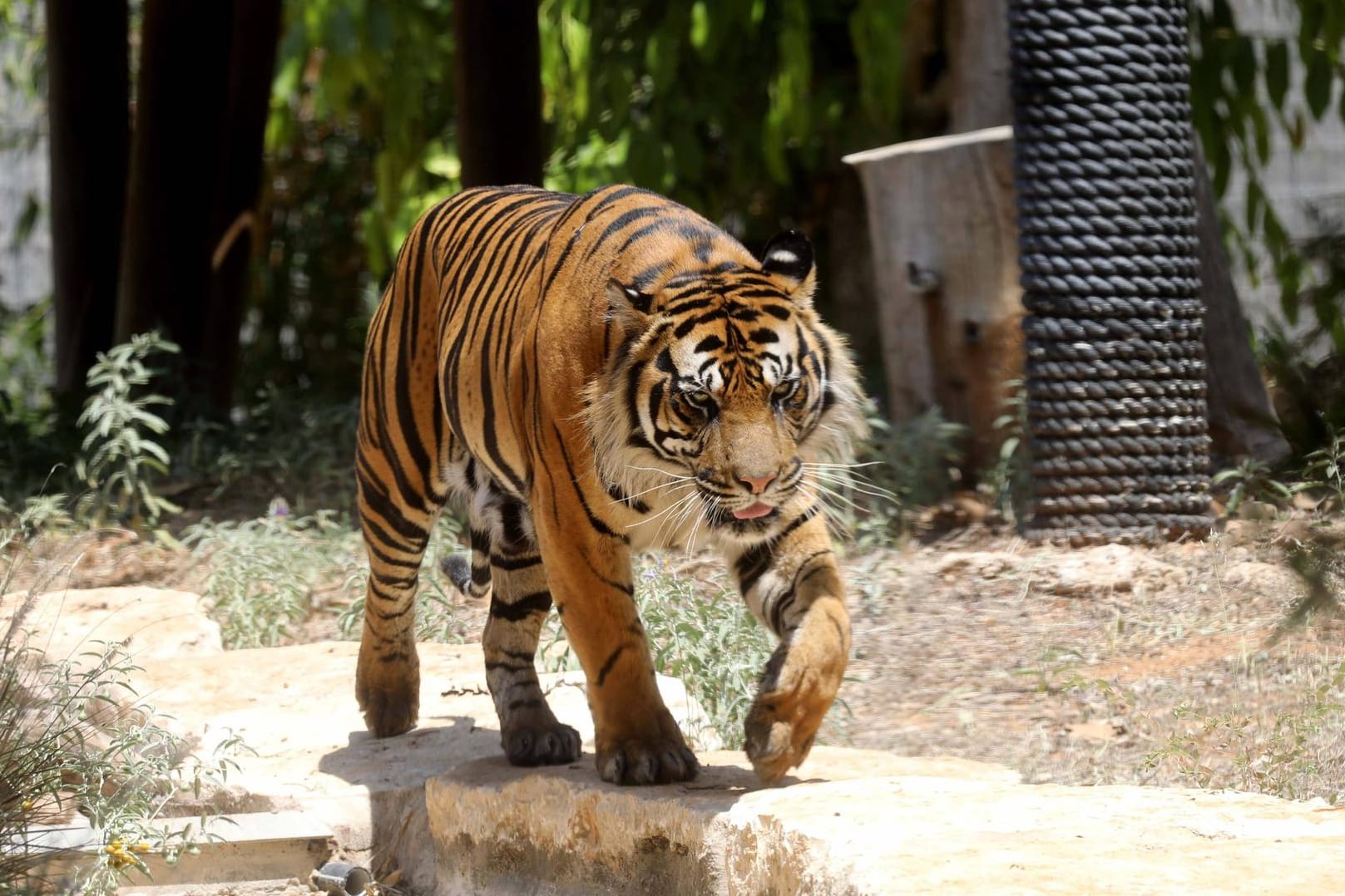 Ein Tiger in einem Safari-Park: In den vergangenen Jahren wurden in Vietnam immer wieder Fälle von illegaler Zucht, illegalem Handel sowie der Tötung von Tigern aufgedeckt.