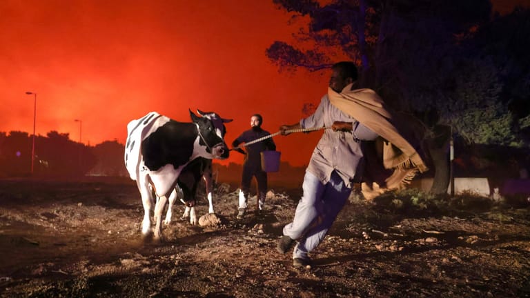 Ein Bauer bringt Kühe bei Athen in Sicherheit. Noch immer wüten Waldbrände in Griechenland und der Türkei.