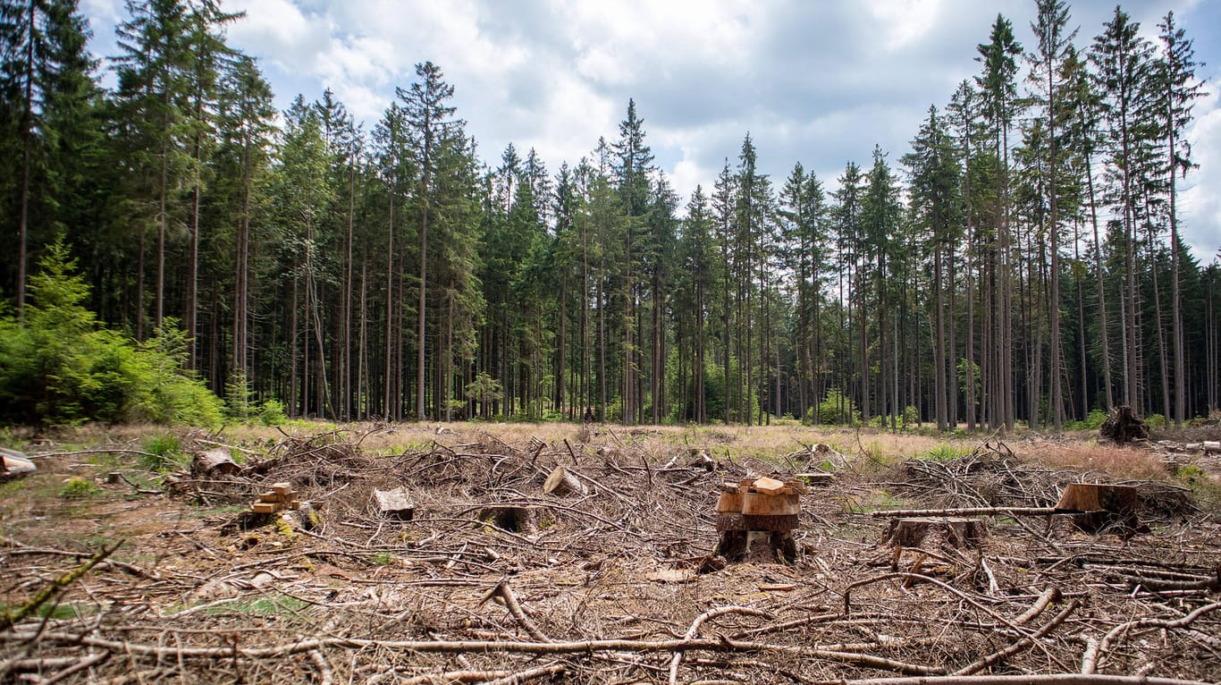 Der Odenwald: Nach mehreren Dürrejahren in Folge zeige sich deutlich, dass die Wälder vielerorts nicht gewappnet seien für die Folgen der Klimakrise.