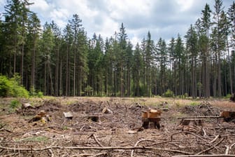 Der Odenwald: Nach mehreren Dürrejahren in Folge zeige sich deutlich, dass die Wälder vielerorts nicht gewappnet seien für die Folgen der Klimakrise.