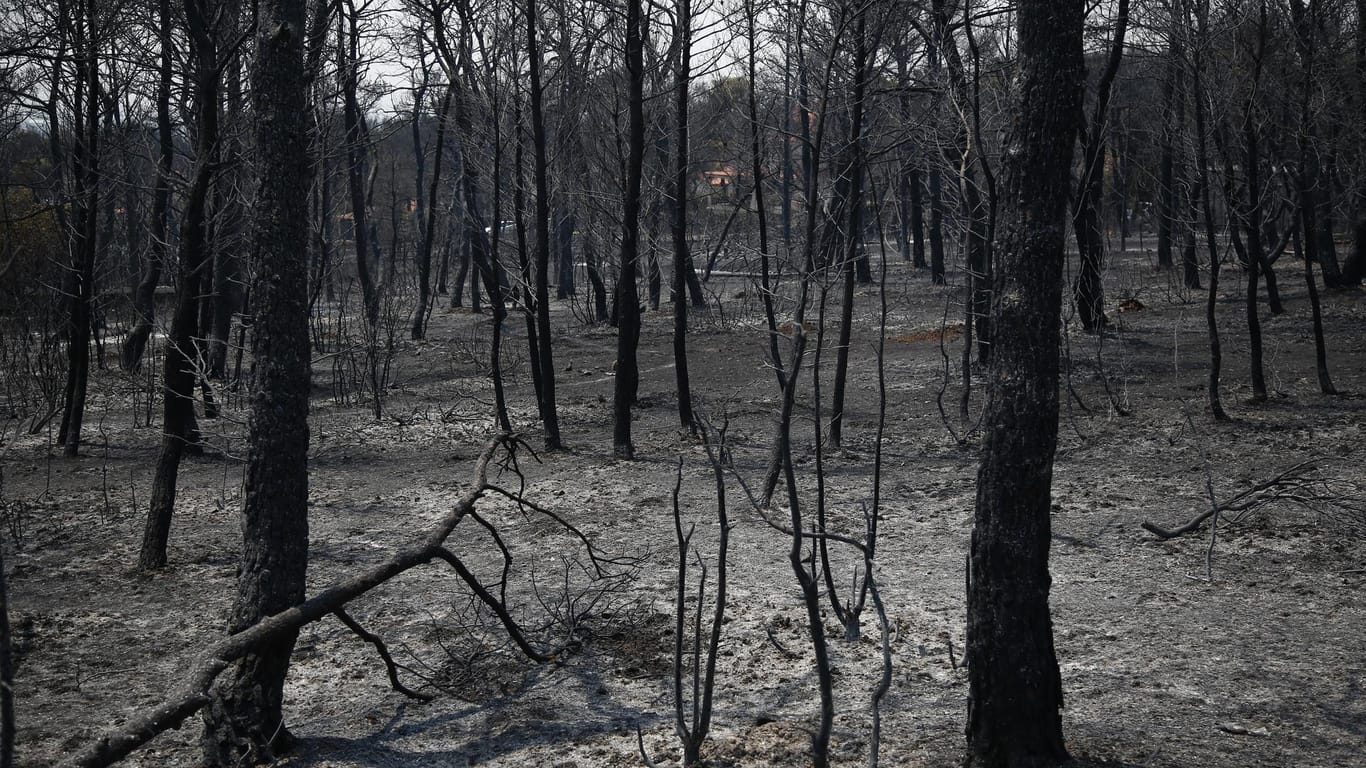 Ein abgebranntes Waldstück in Griechenland: Können katastrophale Brände, wie sie in Südeuropa wüten, verhindert werden?