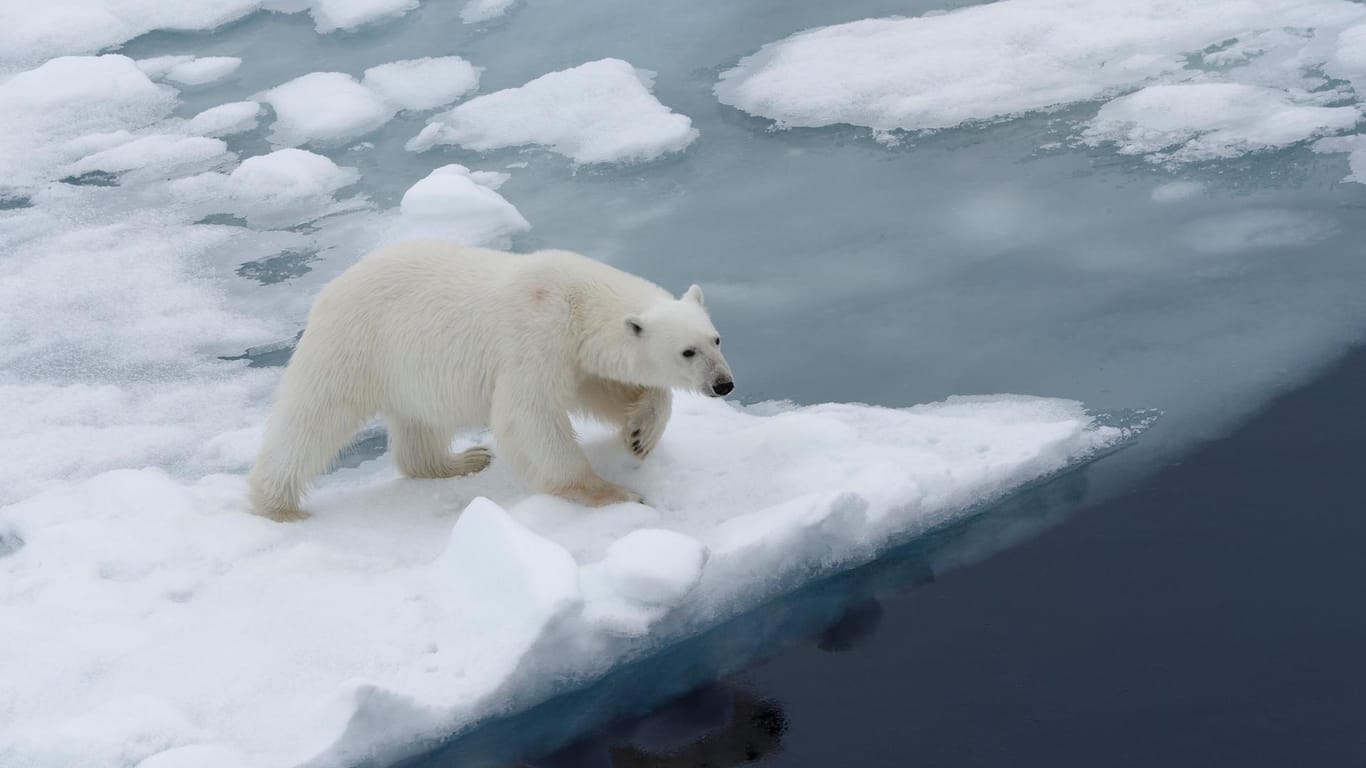 Eisbär in der Arktis: Die Arktis wird sich besonders schnell erwärmen, Eisschollen werden schmelzen, warnen die Forscher.