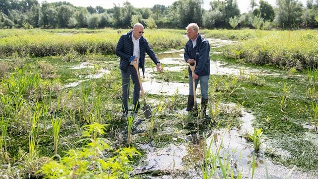 Schierlings-Wasserfenchels Schierlings-Wasserfenchels