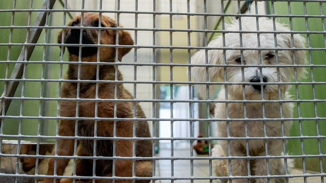 Augesetzte Hunde schauen durch die Gitterstäbe ihres Käfigs (Symbolbild): Sollte das Reisen wieder uneingeschränkt möglich sein und die Homeoffice-Pflicht augehoben, rechnen die Tierheime mit vielen Rückgaben von Haustieren. Augesetzte Hunde schauen durch die Gitterstäbe ihres Käfigs (Symbolbild): Sollte das Reisen wieder uneingeschränkt möglich sein und die Homeoffice-Pflicht augehoben, rechnen die Tierheime mit vielen Rückgaben von Haustieren.