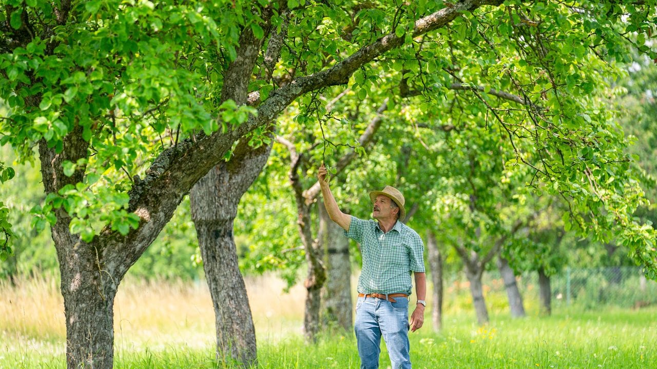 Der gelernte Steinmetz Adam Zentgraf begutachtet einen Apfelbaum der Sorte „Landsberger Renette“.