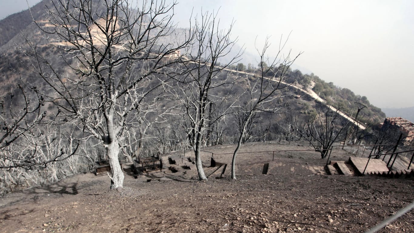 Verbrannte Bäume: Feuerwehrleute kämpften gegen eine Reihe von Waldbränden im Norden Algeriens.