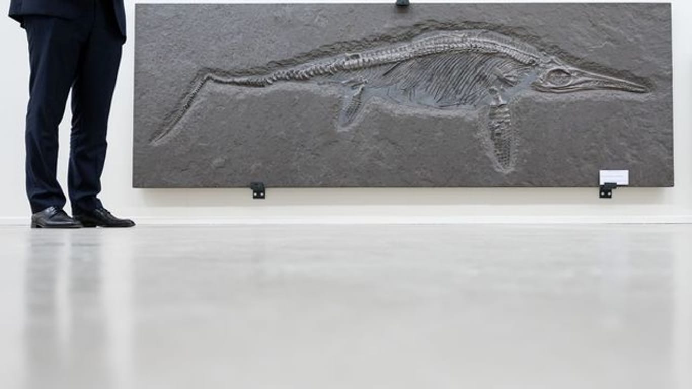 Ein etwa 180 Millionen Jahre altes Fischsaurier-Fossil: Im Naturkundemuseum Stuttgart ist das Fossil nun zu sehen.