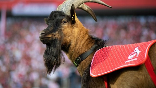 1. FC Köln - Geißbock Hennes