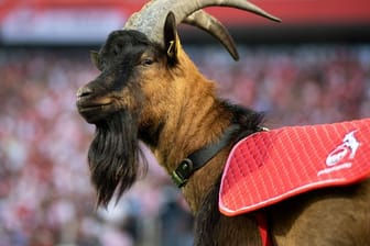 1. FC Köln - Geißbock Hennes