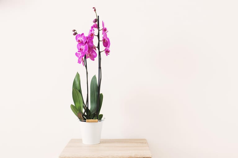 Orchidee: Unterarten der beliebtesten Zimmerpflanze der Deutschen gibt es heute überall auf der Welt, die meisten von ihnen stammen ursprünglich aus den Tropen Südamerikas und Asiens.