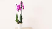 Orchidee: Unterarten der beliebtesten Zimmerpflanze der Deutschen gibt es heute überall auf der Welt, die meisten von ihnen stammen ursprünglich aus den Tropen Südamerikas und Asiens.