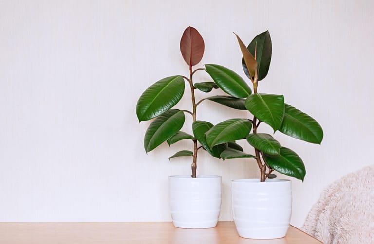 Gummibaum: Der Ficus elastica stammt aus Südostasien, genauer aus einem Gebiet von Nordindien bis Indonesien.