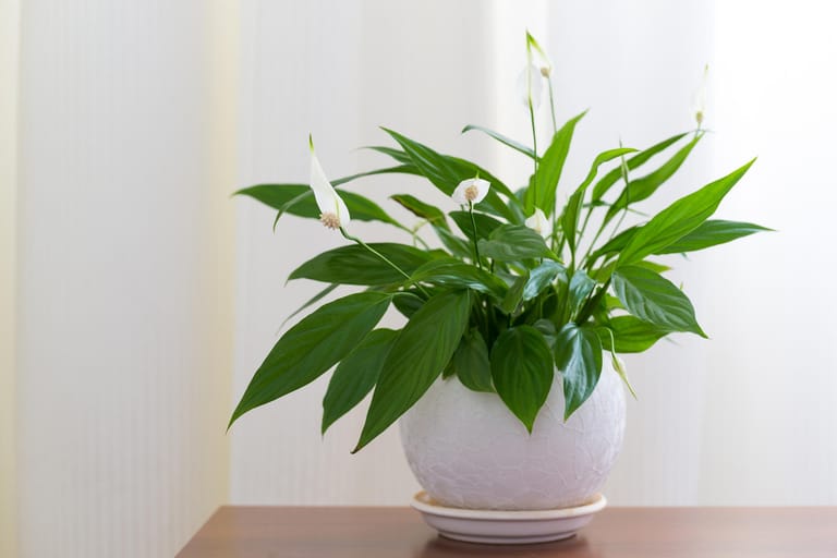 Einblatt: Die pflegeleichte Zimmerpflanze kommt ursprünglich aus den Tropen Südamerikas, insbesondere aus Kolumbien und Venezuela.