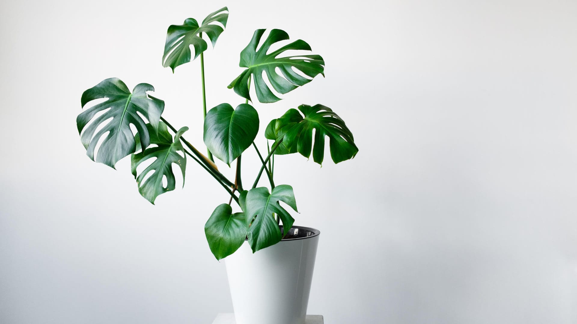 Monstera: Die Trendpflanze kommt aus den tropischen Wäldern Mittel- und Südamerikas.