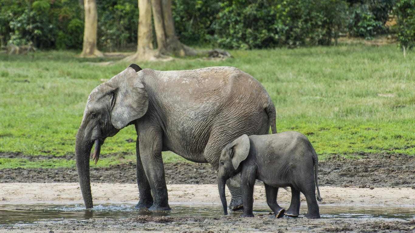 In Zentralafrika leben Elefanten in geschützten Zonen.
