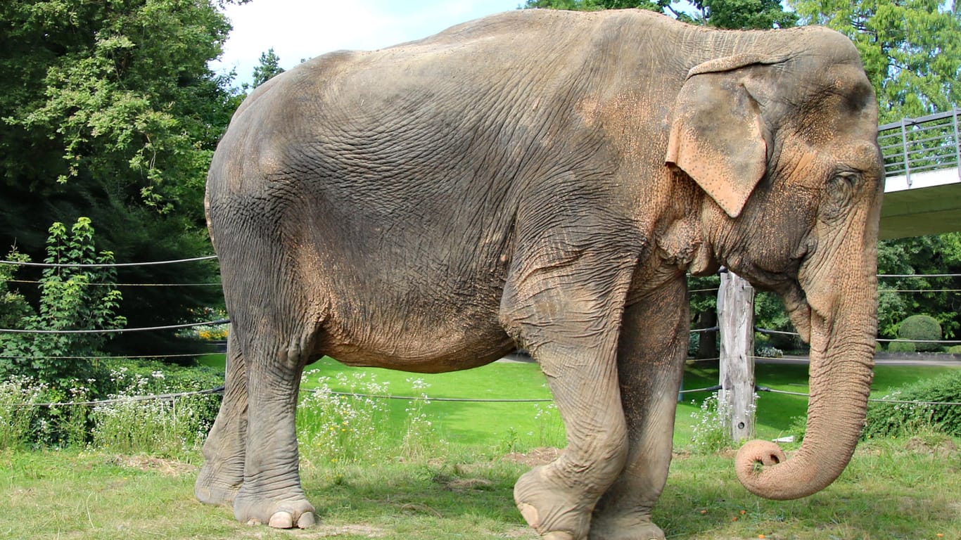 Die Elefantendame Nanda im Zoo Karlsruhe (Archivbild): Wegen schwerer Krankheit musste sie eingeschläfert werden.