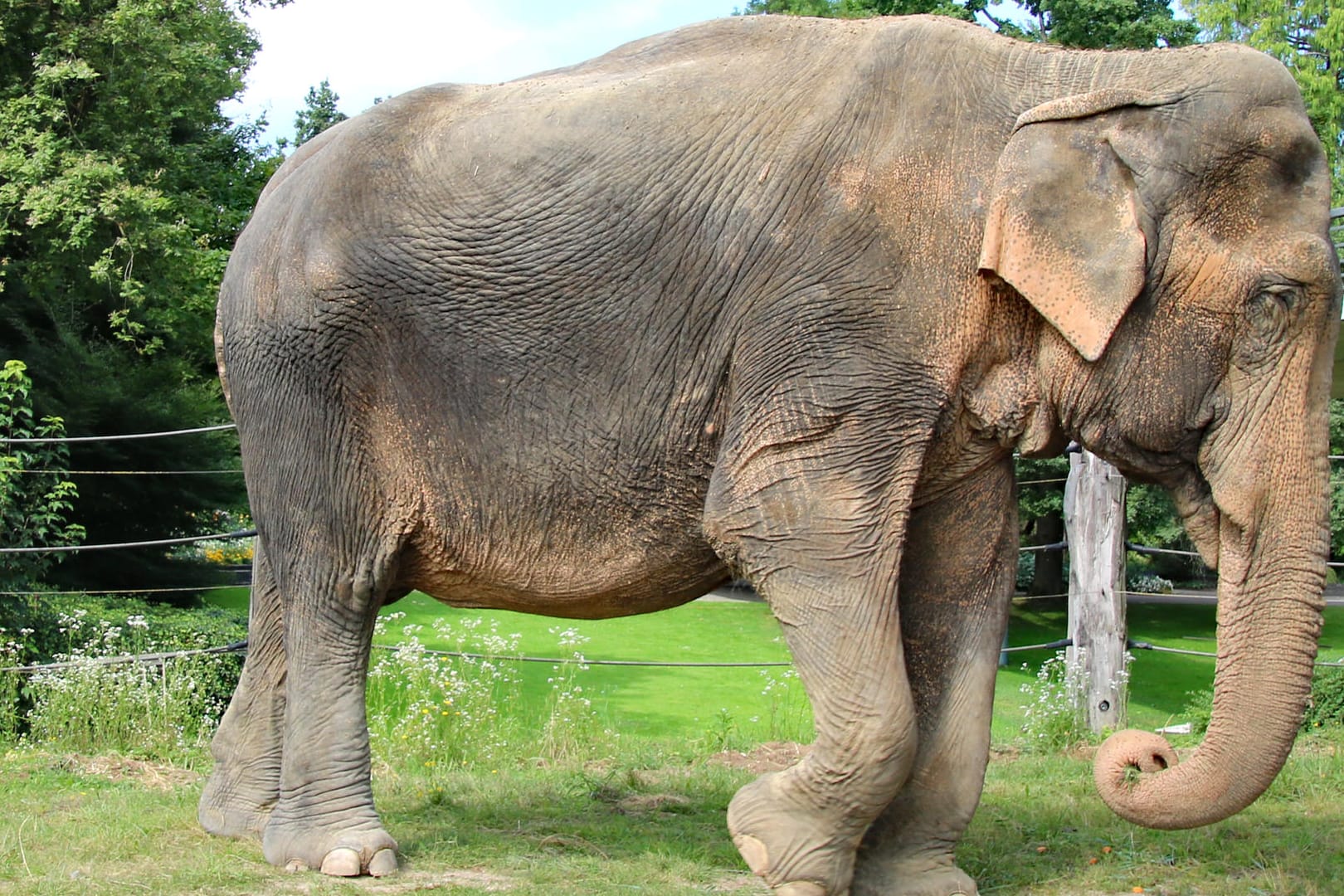 Die Elefantendame Nanda im Zoo Karlsruhe (Archivbild): Wegen schwerer Krankheit musste sie eingeschläfert werden.