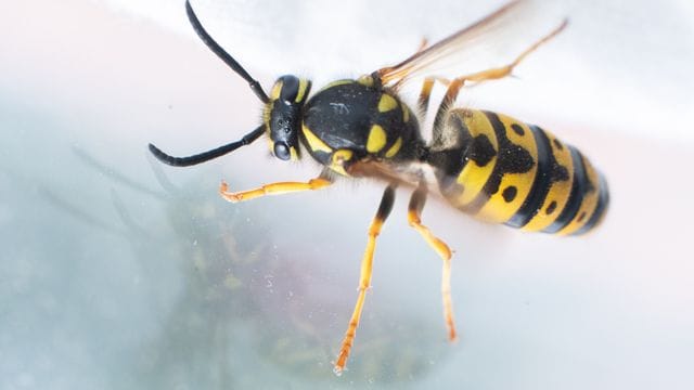 Wespen wollen auch nur was essen - und wirken daher gerade im August etwas aggressiver.