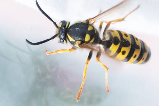 Wespen wollen auch nur was essen - und wirken daher gerade im August etwas aggressiver.