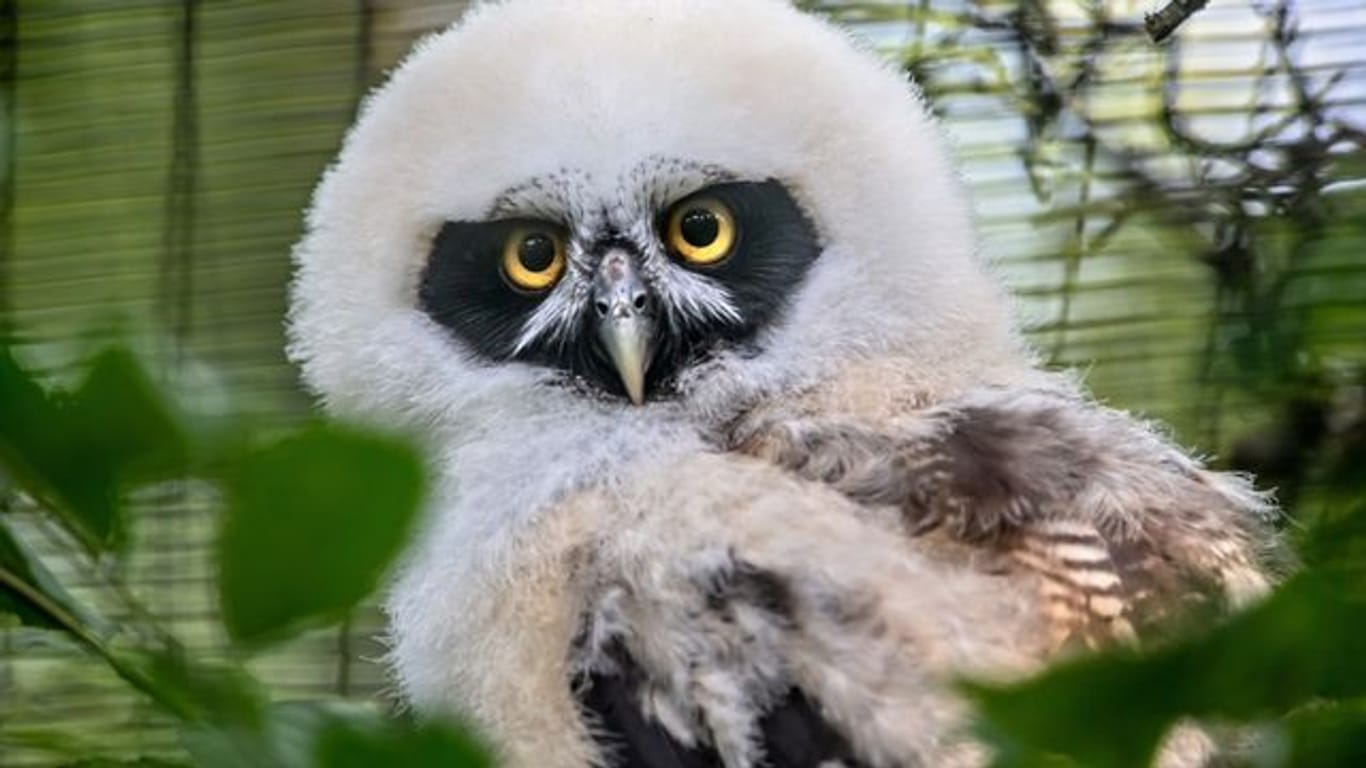 Ein junger Brillenkauz sitzt in seinem Gehege: Er wurde bereits im Mai im Dortmunder Zoo geboren.