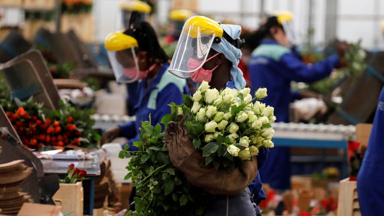 Arbeiterinnen in Kenia: Rund 90.000 Menschen arbeiten in Kenia Schätzungen zufolge für die Blumenindustrie.
