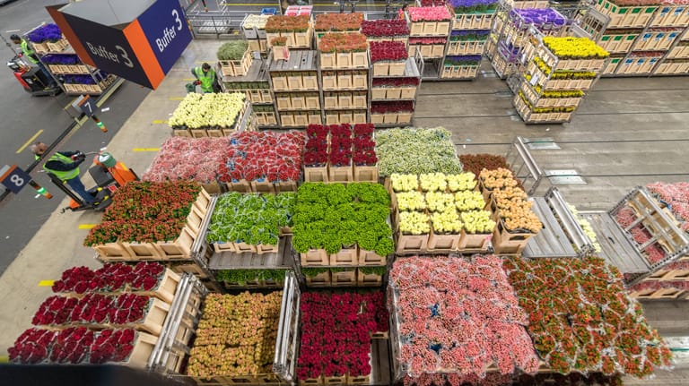 Royal FloraHolland in Aalsmeer: Der weltgrößten Blumen-Großmarkt ist einer der Umschlägeplätze für Blumen aus Übersee in Europa.