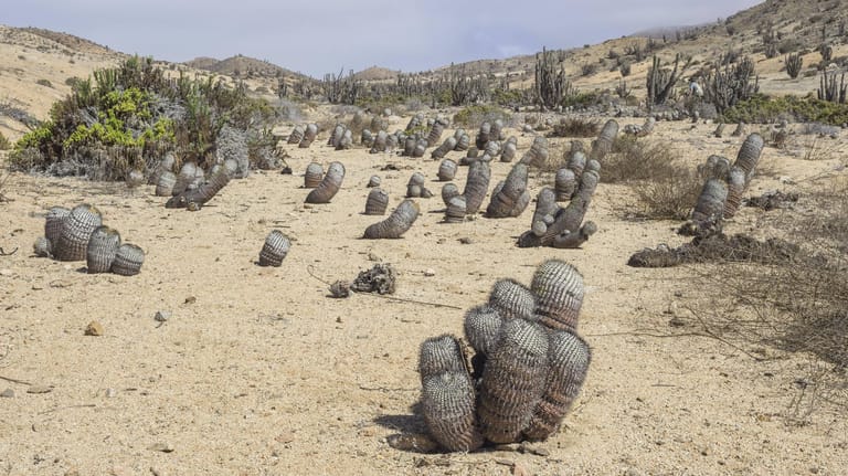 Kakteen im Nationalpark Pan de Azúcar in der Region Atacama, Chile: Die in Italien sichergestellten Kakteen wurden laut IUCN zwischen 2013 und 2019 illegal in der Atacama-Wüste gewildert.