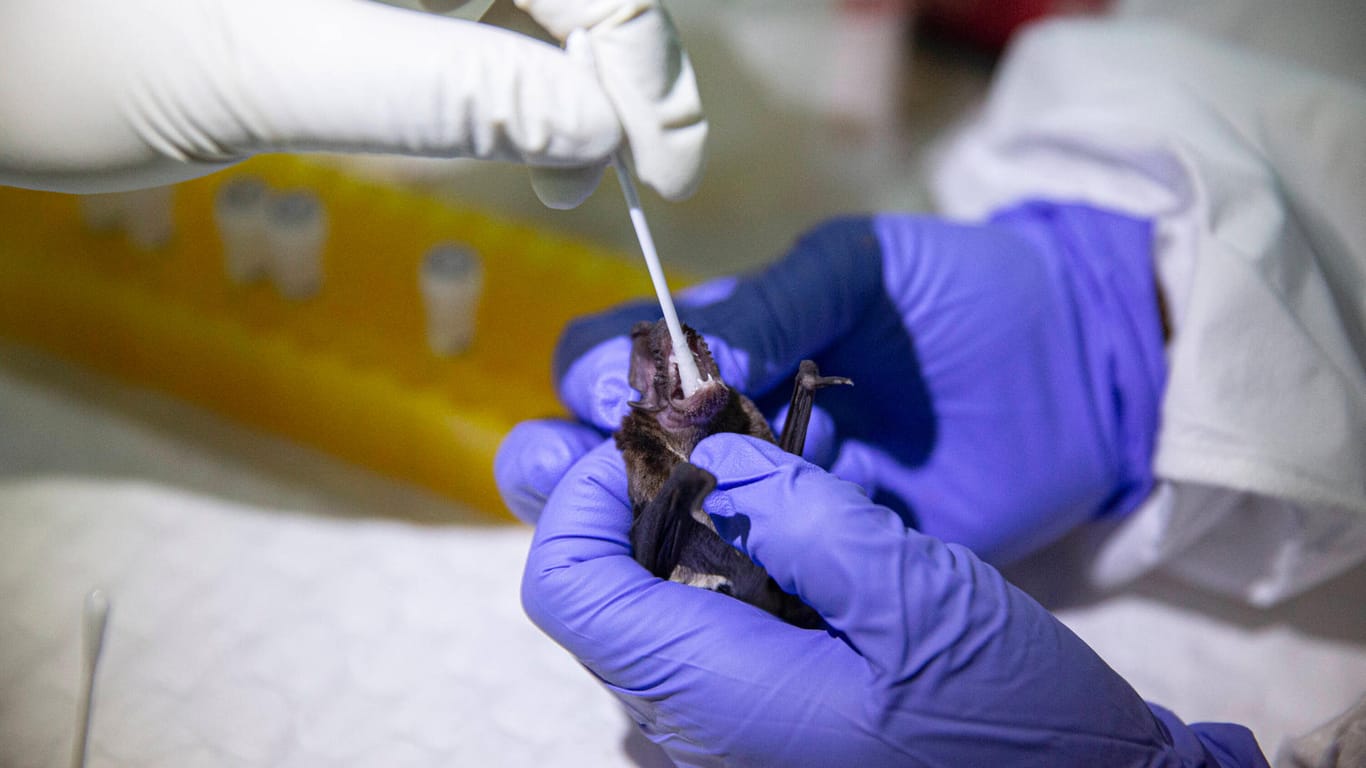 Wissenschaftler nehmen einen Abstrich von einer Fledermaus (Symbolbild): Fledermäuse tragen Coronaviren in sich.