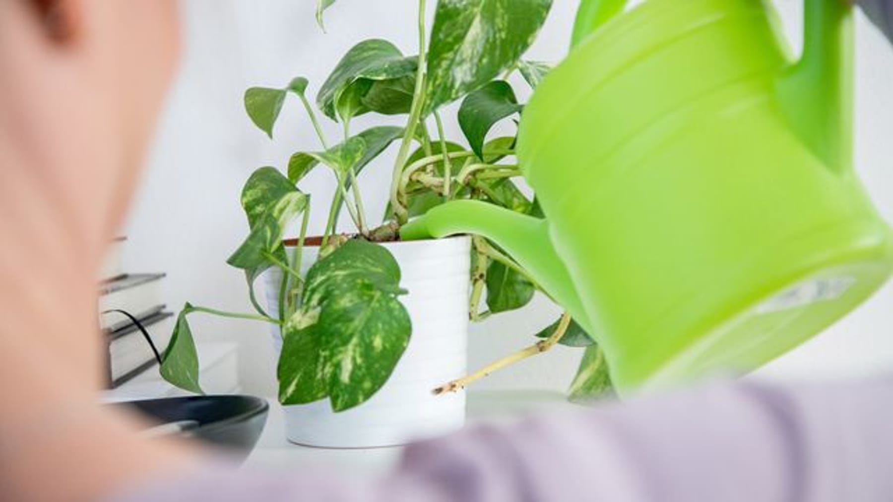 Todesurteil für Pflanzen - Gut gemeint, aber schädlich: Man kann zu ...