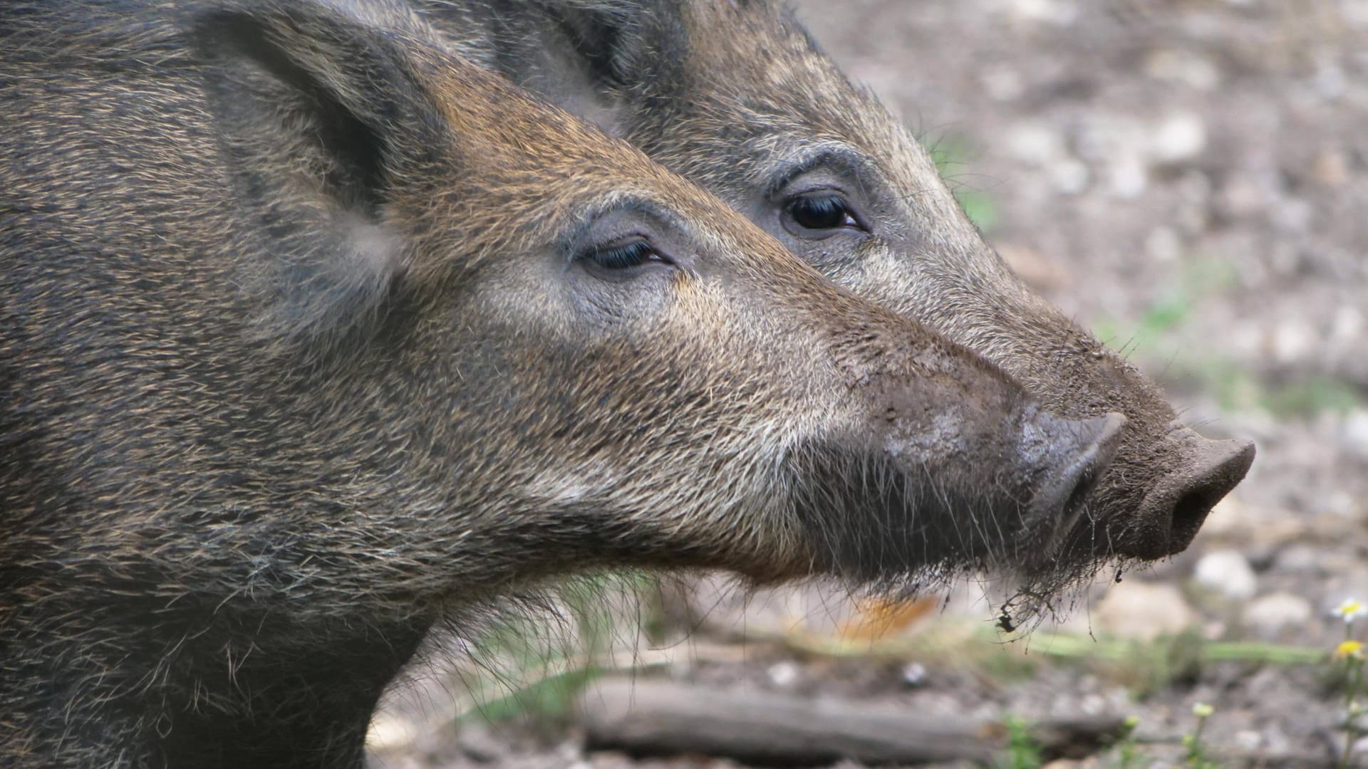 Wildschweine in freier Natur (Symbolbild): In Karlsruhe sind Wildschweine bei einer Festnahme dazwischen gekommen.