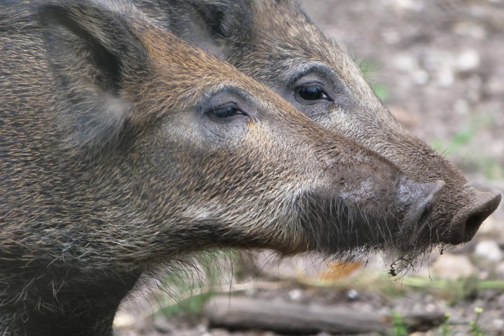 Wildschweine in freier Natur (Symbolbild): In Karlsruhe sind Wildschweine bei einer Festnahme dazwischen gekommen.