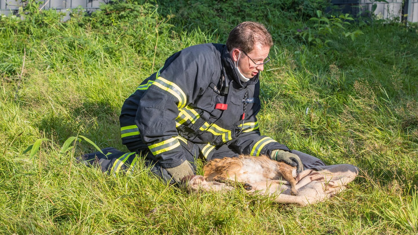 Ein Feuerwehrmann kümmert sich um das unterkühlte Rehkitz und wärmt es: Jetzt soll es sich im Tierheim erholen. Ein Feuerwehrmann kümmert sich um das unterkühlte Rehkitz und wärmt es: Jetzt soll es sich im Tierheim erholen.