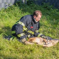 Ein Feuerwehrmann kümmert sich um das unterkühlte Rehkitz und wärmt es: Jetzt soll es sich im Tierheim erholen.