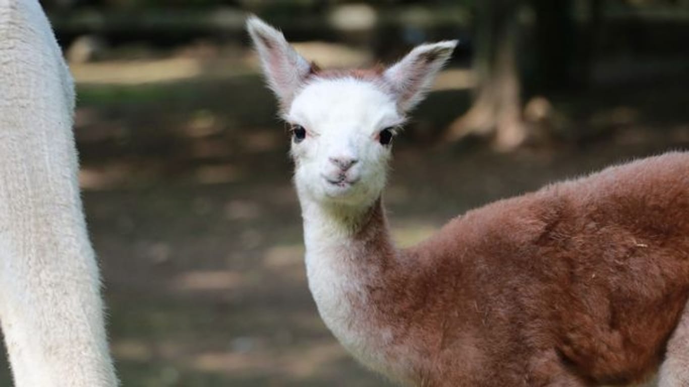 Alpaka-Nachwuchs im Tierpark Chemnitz