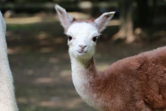 Alpaka-Nachwuchs im Tierpark Chemnitz