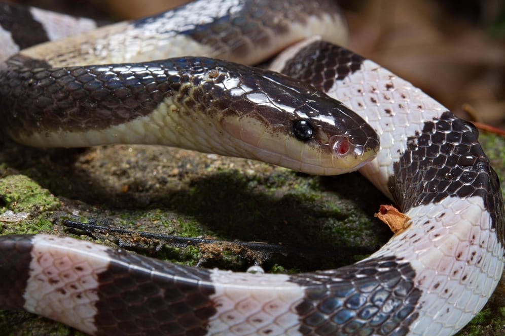 Eine Blaue Krait: Die Tiere gehören zu den gefährlichsten Schlangen Asiens.