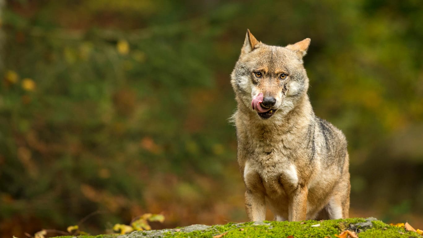 Ein Grauwolf auf einer Waldlichtung (Archivbild). Bundeslandwirtschaftsministerin Julia Klöckner denkt über mehr Abschüsse nach.