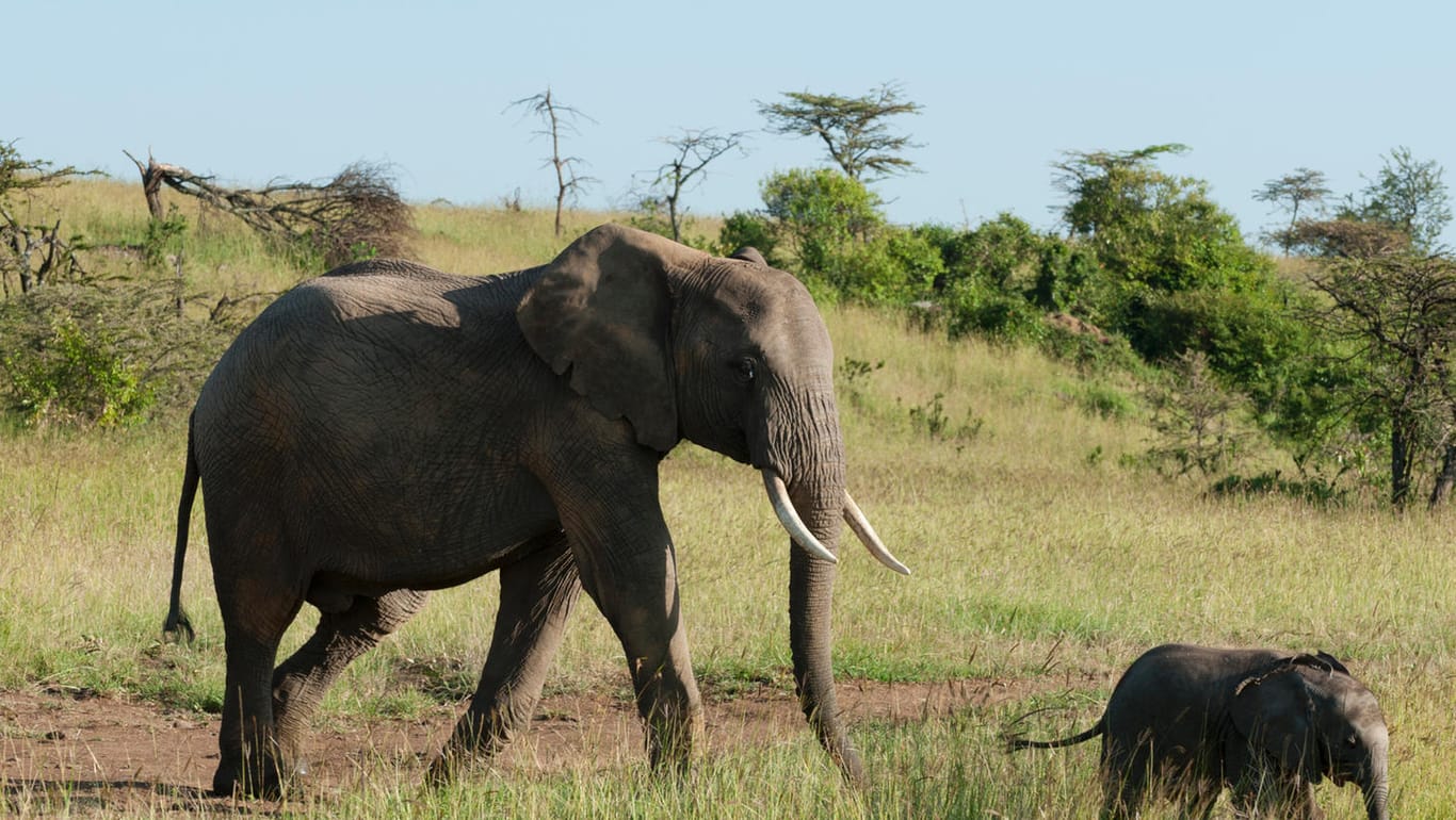 Eine Elefantenmutter und ihr Junges in Kenia (Archivbild). Retter haben zwei Tiere aus einer Grube befreien müssen.