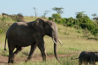 Eine Elefantenmutter und ihr Junges in Kenia (Archivbild). Retter haben zwei Tiere aus einer Grube befreien müssen.