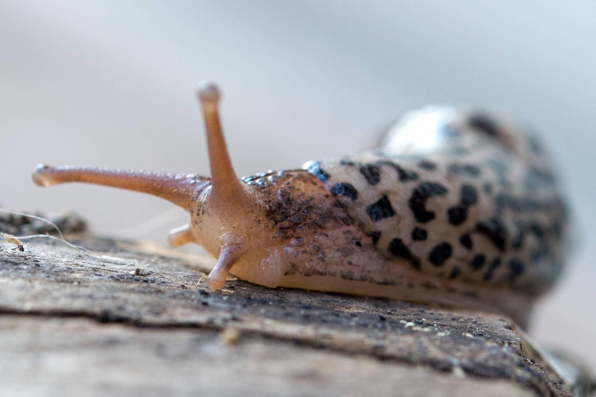 Großer Schnegel: Die Tigernacktschnecke wurde in München gesichtet.