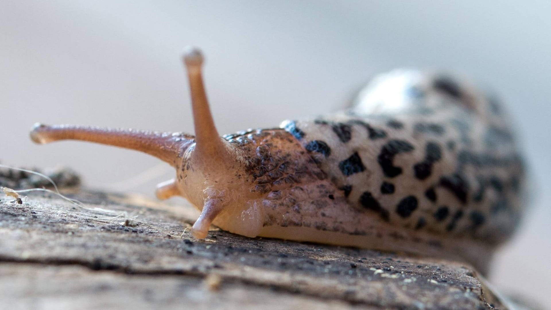 Großer Schnegel: Die Tigernacktschnecke wurde in München gesichtet.