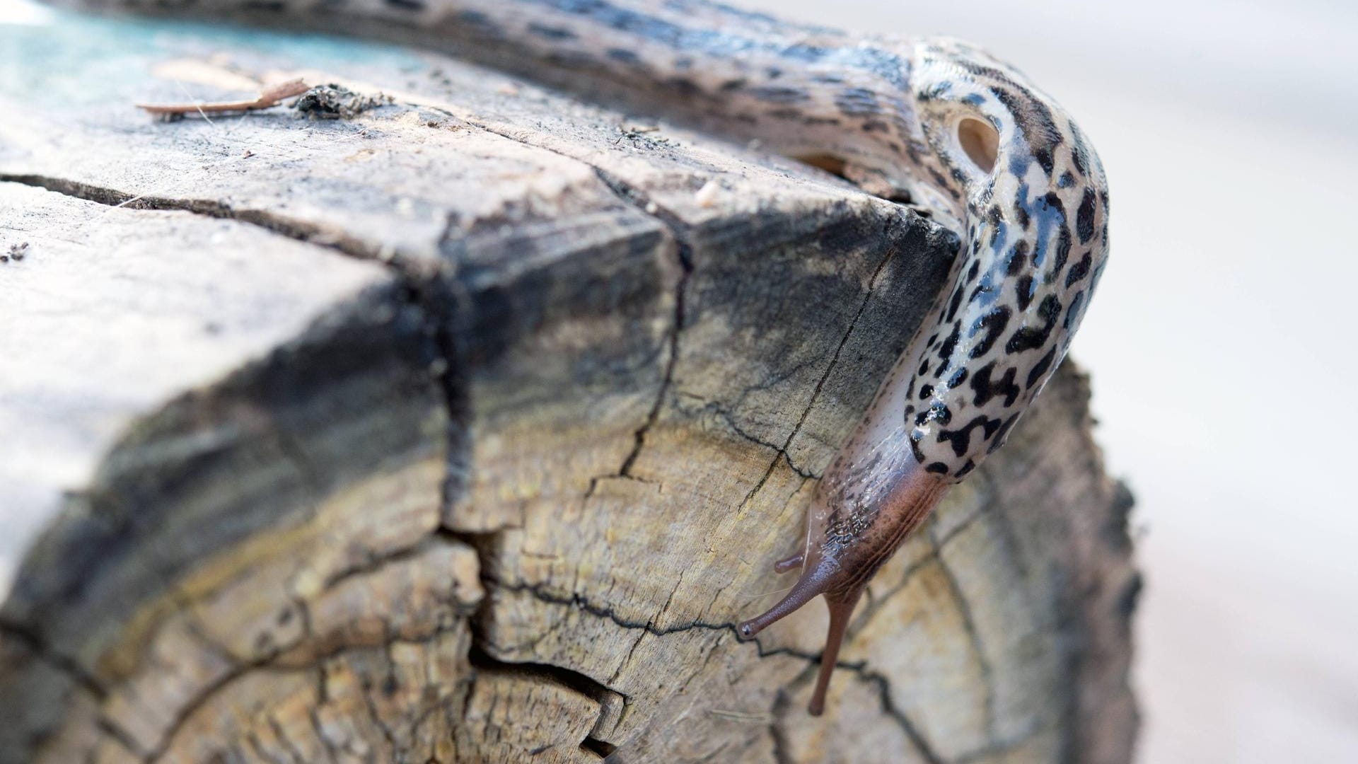 Tigerschnegel (lateinisch Limax maximus): Das Tier ist eine zehn bis 20 Zentimeter lange Nacktschnecke.