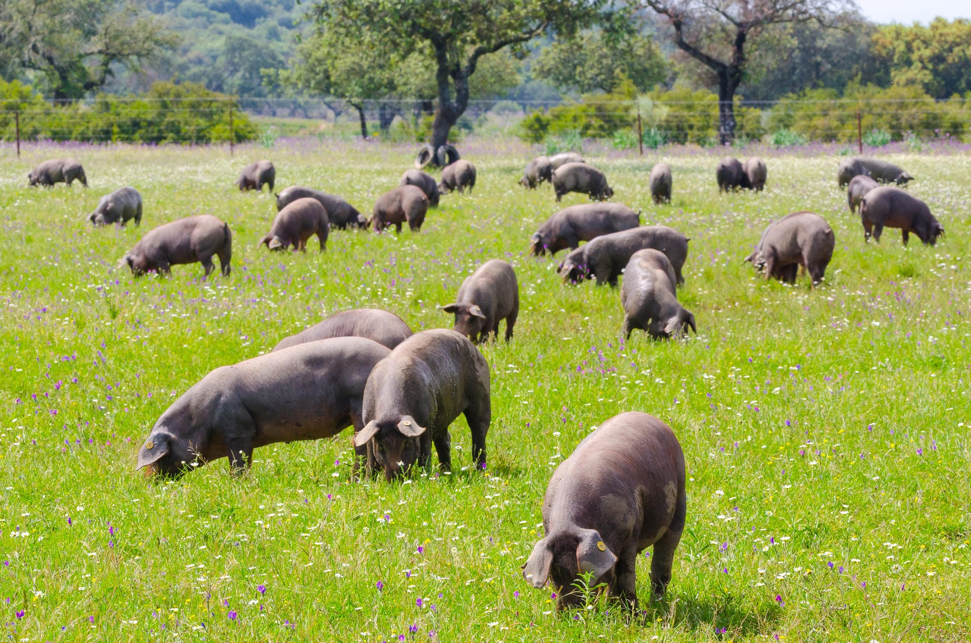 Die schwarzen Iberico-Schweine kommen aus dem Südwesten Spaniens und aus Portugal. Sie werden meist als Weideschweine freilaufend in Arealen mit Kork- und Steineichen gehalten und oft mit Eicheln gemästet. Ihr Fleisch ist besonders zart, aromatisch – und nicht billig.