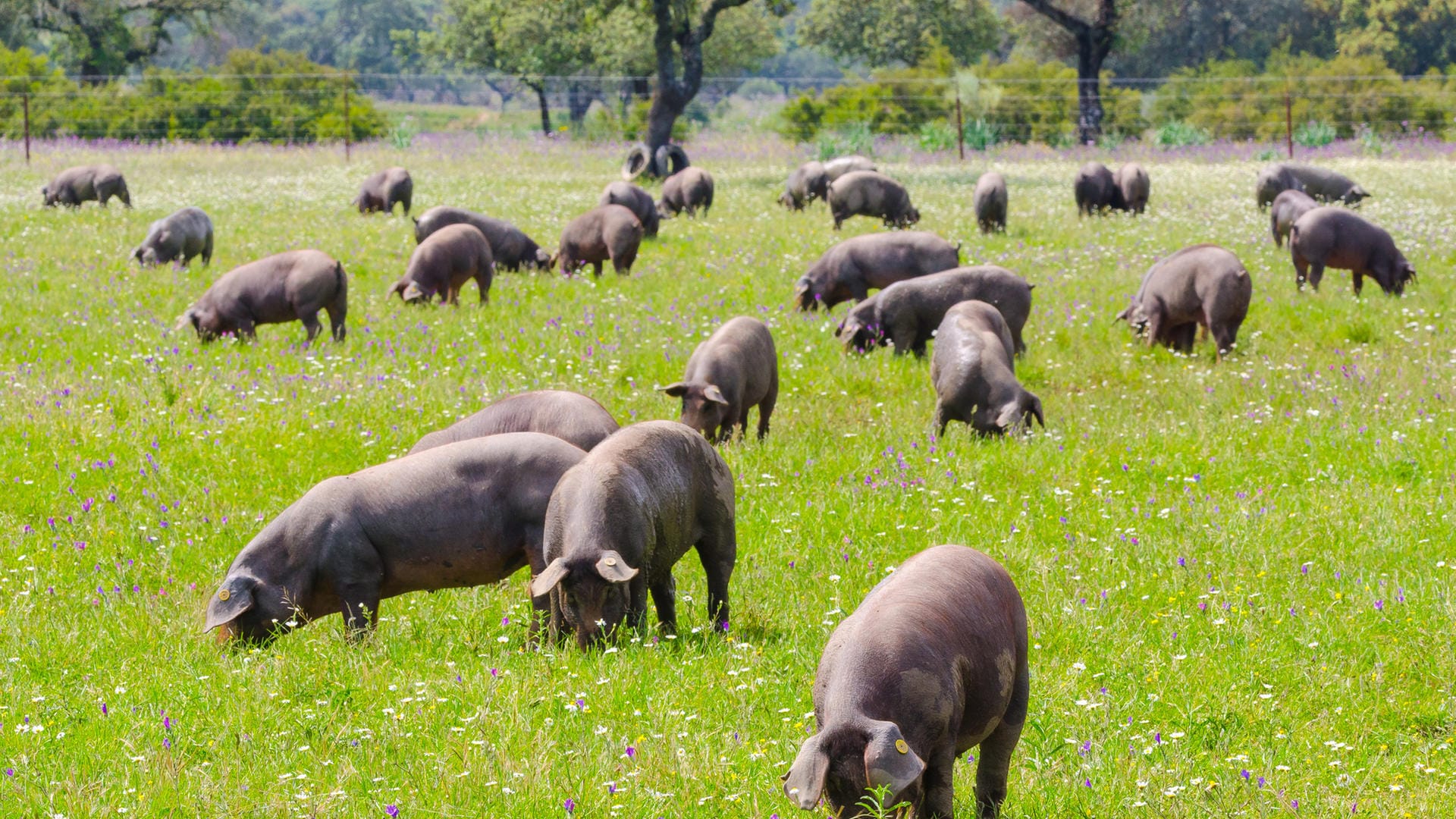 Die schwarzen Iberico-Schweine kommen aus dem Südwesten Spaniens und aus Portugal. Sie werden meist als Weideschweine freilaufend in Arealen mit Kork- und Steineichen gehalten und oft mit Eicheln gemästet. Ihr Fleisch ist besonders zart, aromatisch – und nicht billig.