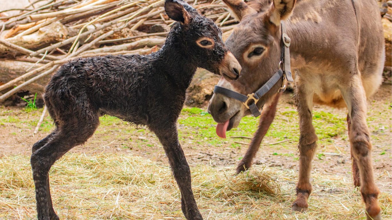 Das Esel-Fohlen im Dortmunder Zoo: Es machte nach der Geburt einen aufgeweckten Eindruck.