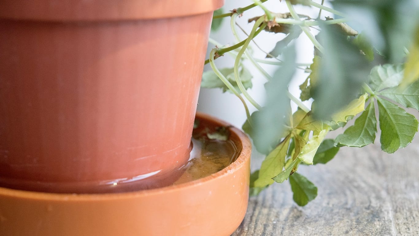 Topfpflanze: Wenn sich Wasser im Untersetzer aufstaut, sollte es entfernt werden.